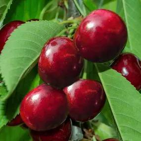 Cherry, Lapins Cherokee